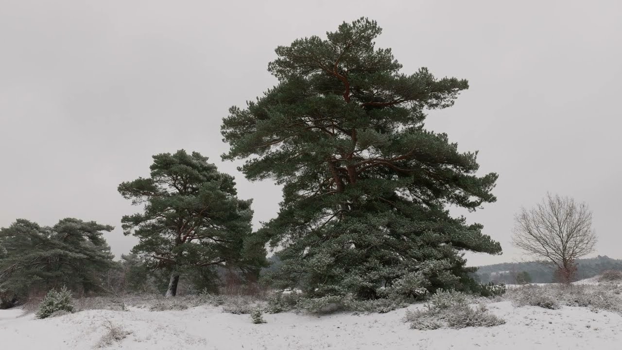 Winter in Brunssummerheide (UHD/4K)