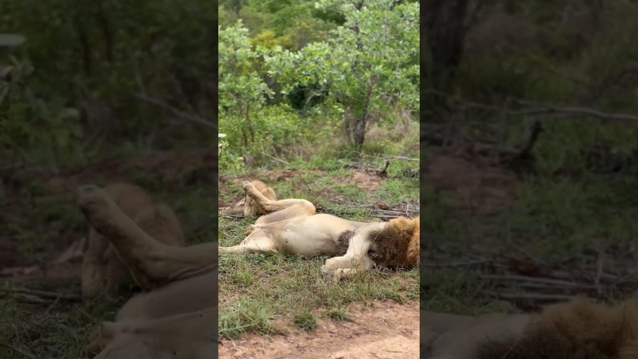 #SafariExperience #LuxuryAdventure #WildlifeEncounter #NatureExploration #LionsInAfrica #Luxury