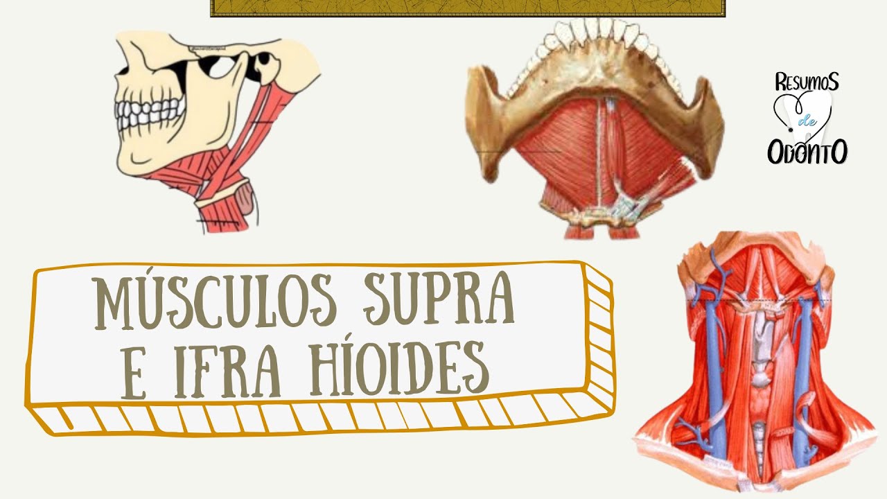 Músculos Supra-hioides e Infra-hioides | Resumos de Odonto