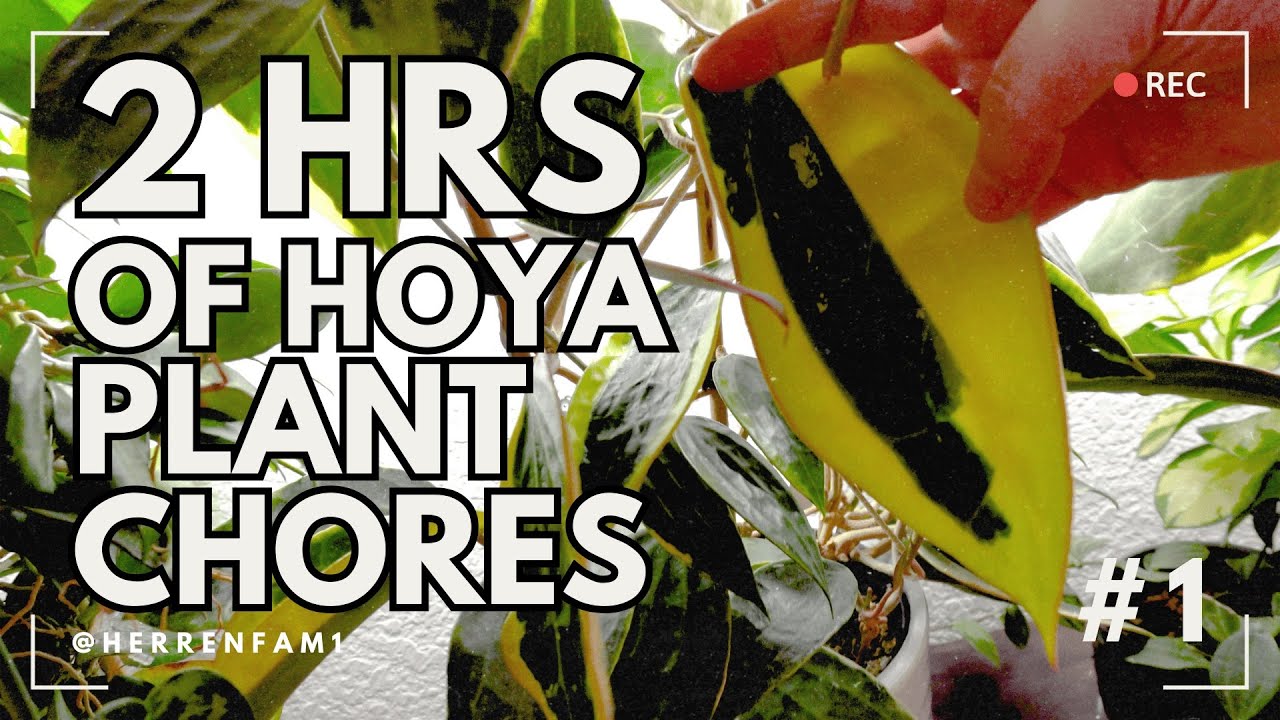 2 Hours of Hoya Plant Chores! | Repot, Reroot, Re-trellis, Restyl!