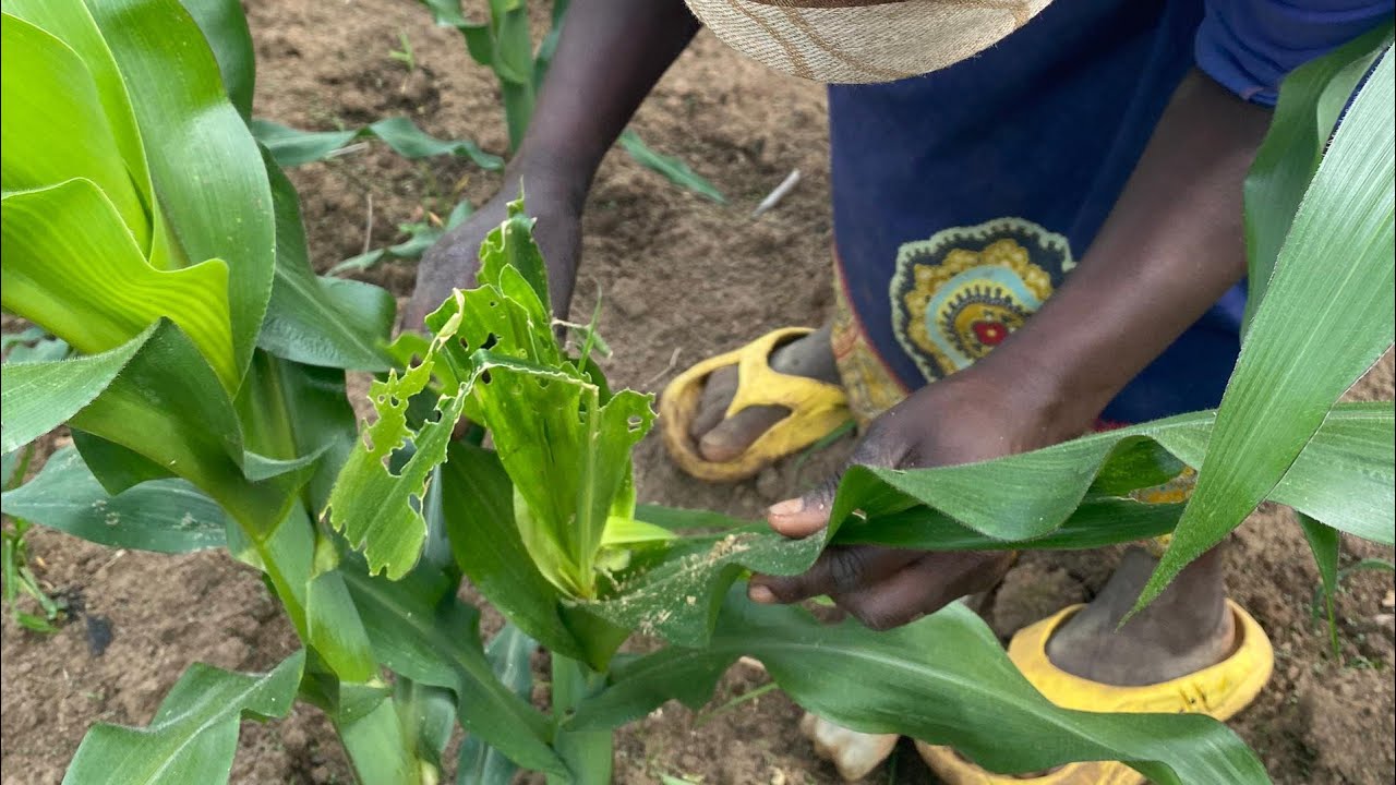 DORE UBURYO BWIZA BWO KURWANYA NKONGWA IDASANZWE