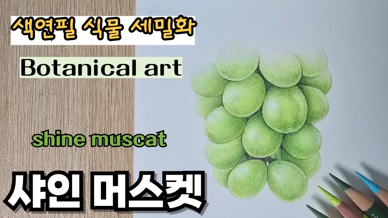 초보자를 위한 색연필로 그리는 샤인 머스켓 / 보태니컬 아트 / Shine muscat drawing with colored pencils for beginners
