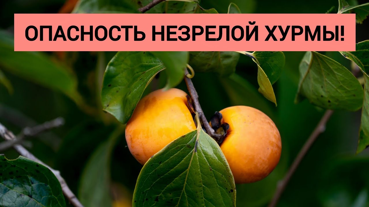 Опасность незрелой хурмы. Незрелая хурма может окаменеть в желудке!