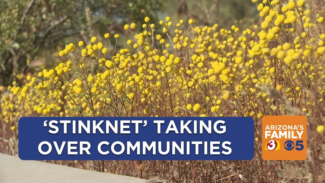 Phoenix-area homeowners concerned over invasive 