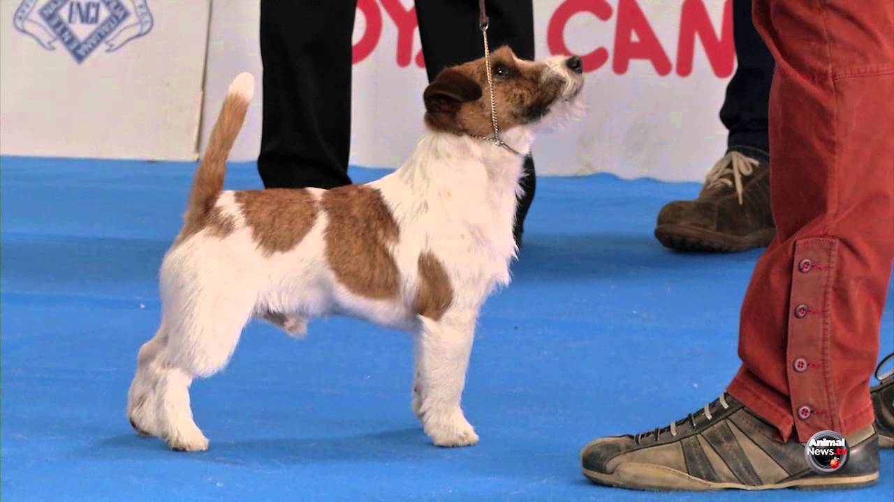 Ancona 2016 - Jack Russel Maschi