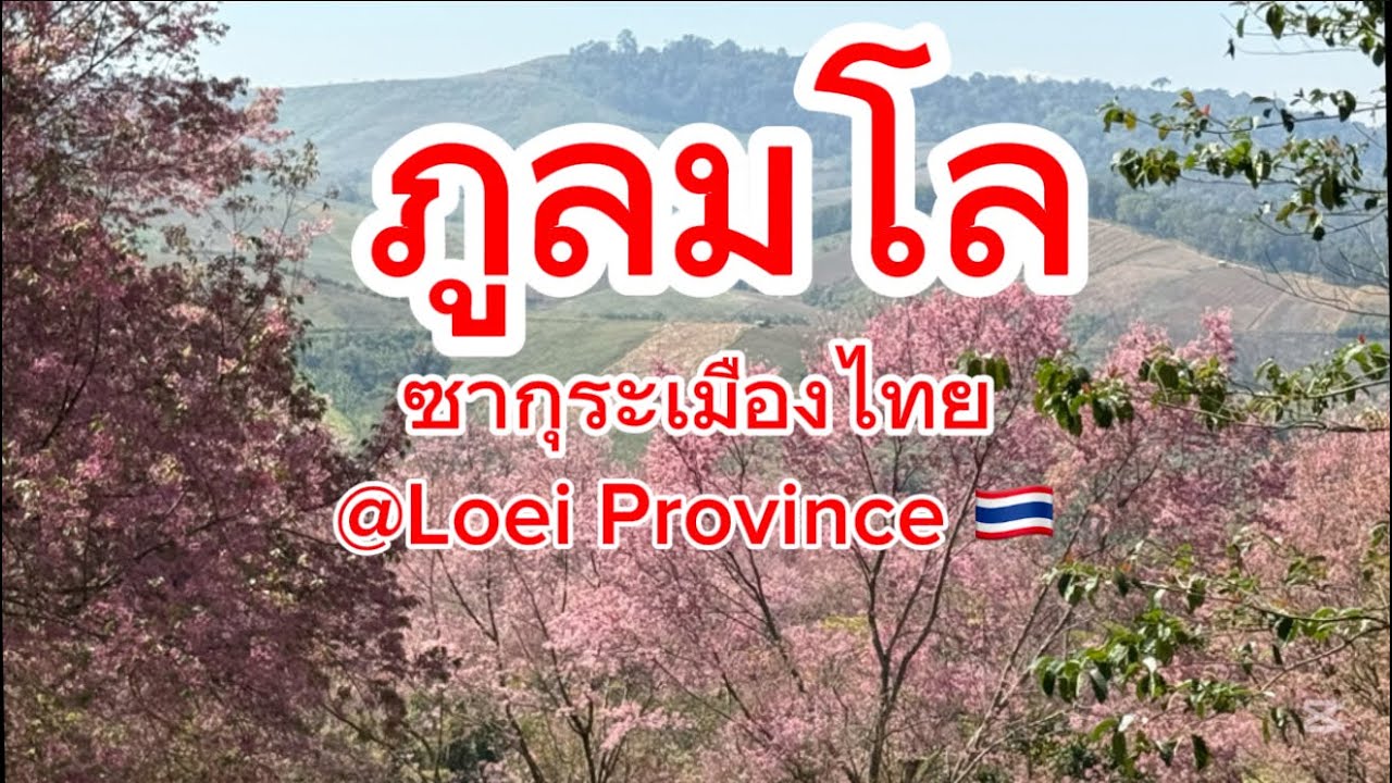เที่ยวภูลมโล ซากุระเมืองไทย | พญาเสือโคร่งบาน สวยมาก สวยจริง | Phu Lom Lo Thailand