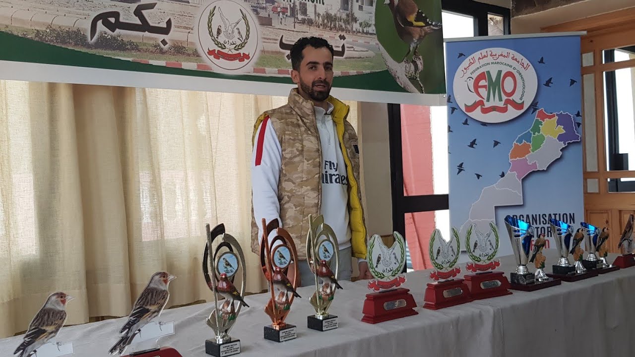 مباراة في تغريد طائر الحسون وهجينه🐦صنف الكوبية جمعية الحمامة البيضاء🕊💥 تطوان من أفضل مباراةالمغرب❤