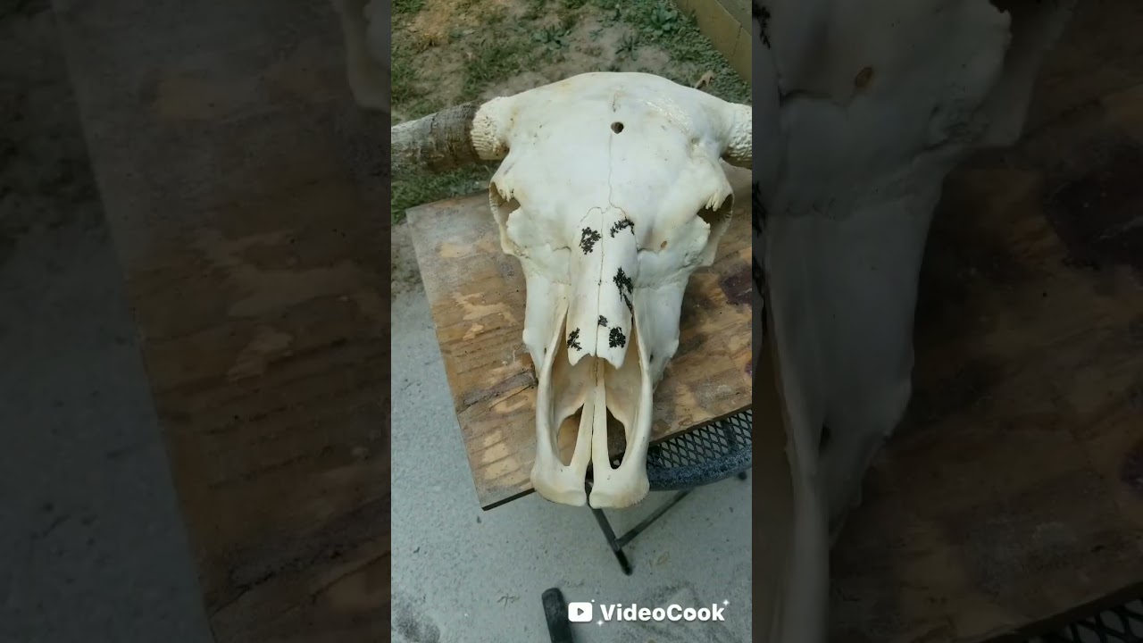 Fractal burning 3 cow skulls