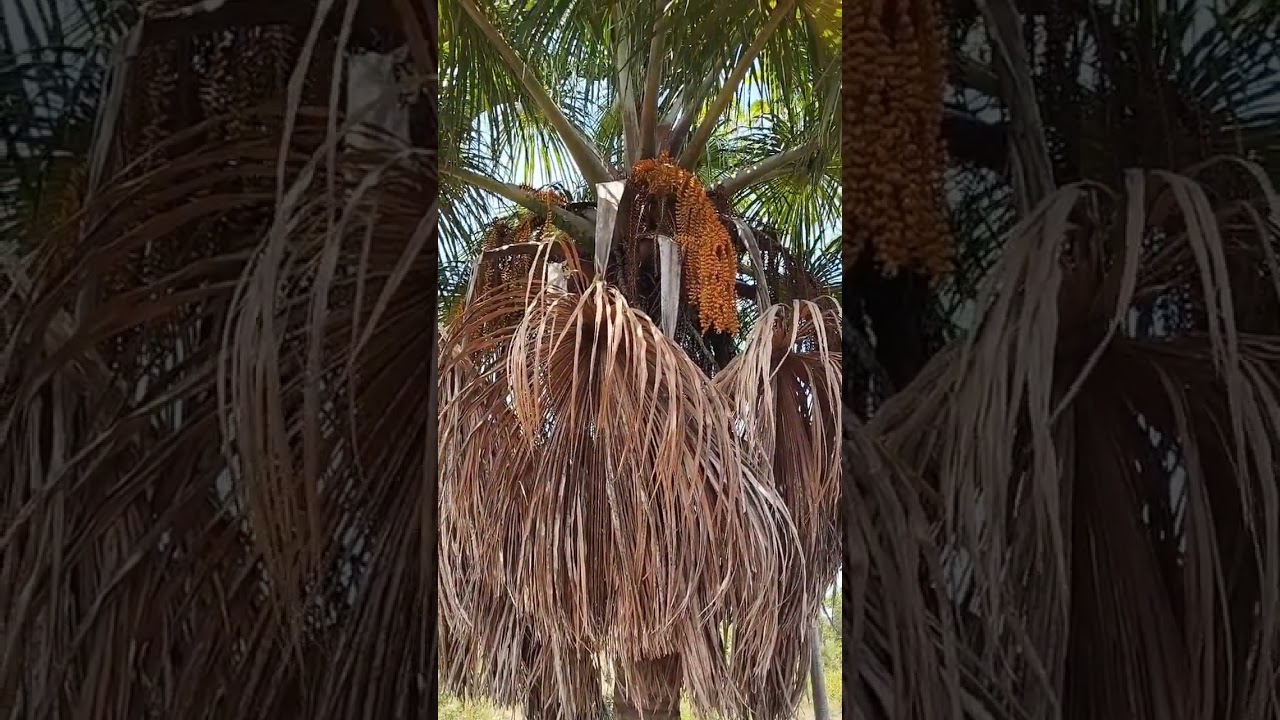 Buriti macho, Palmeira de Brejo, Brazil, agroecologia