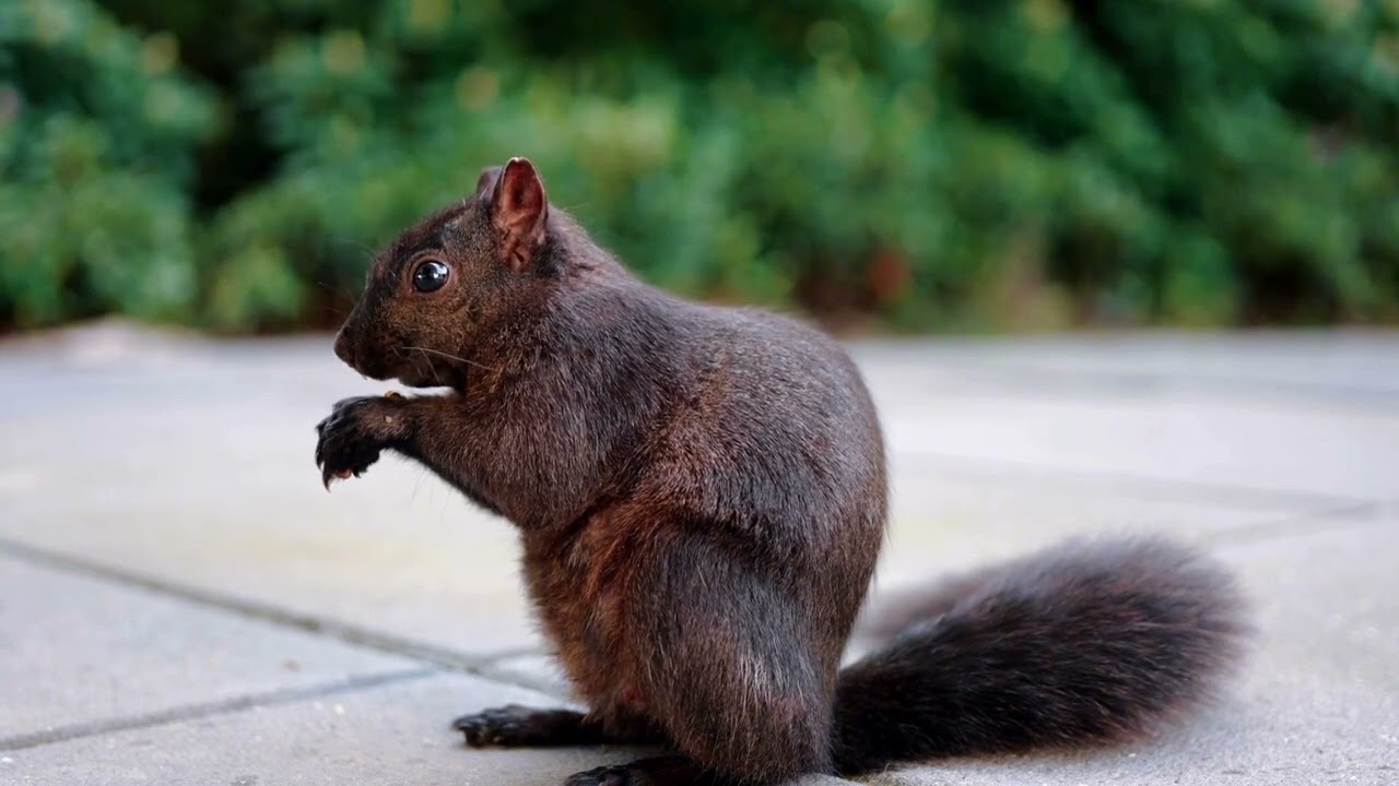 The Hidden Reason Sqhirrels Store Food All Over the Forest