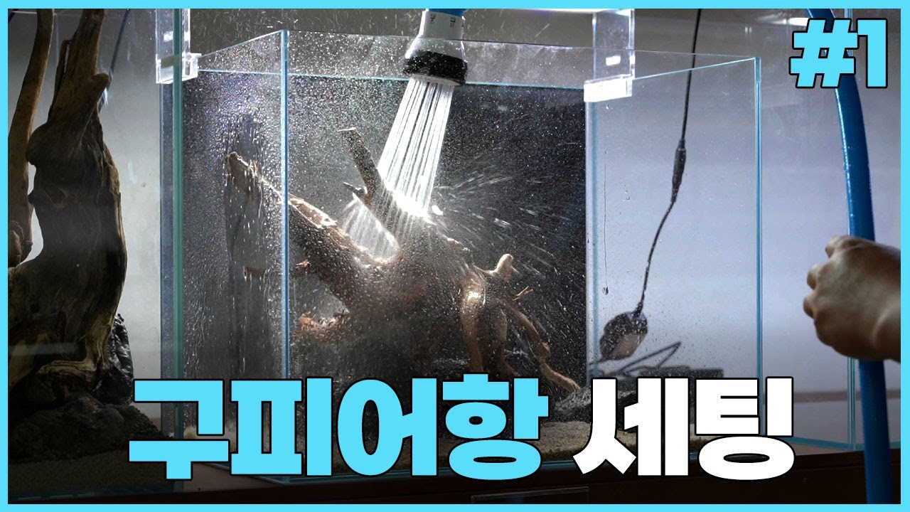 바닥재를 또 안 씻겠다네요 - 초보를 위한 구피 어항 세팅 #1