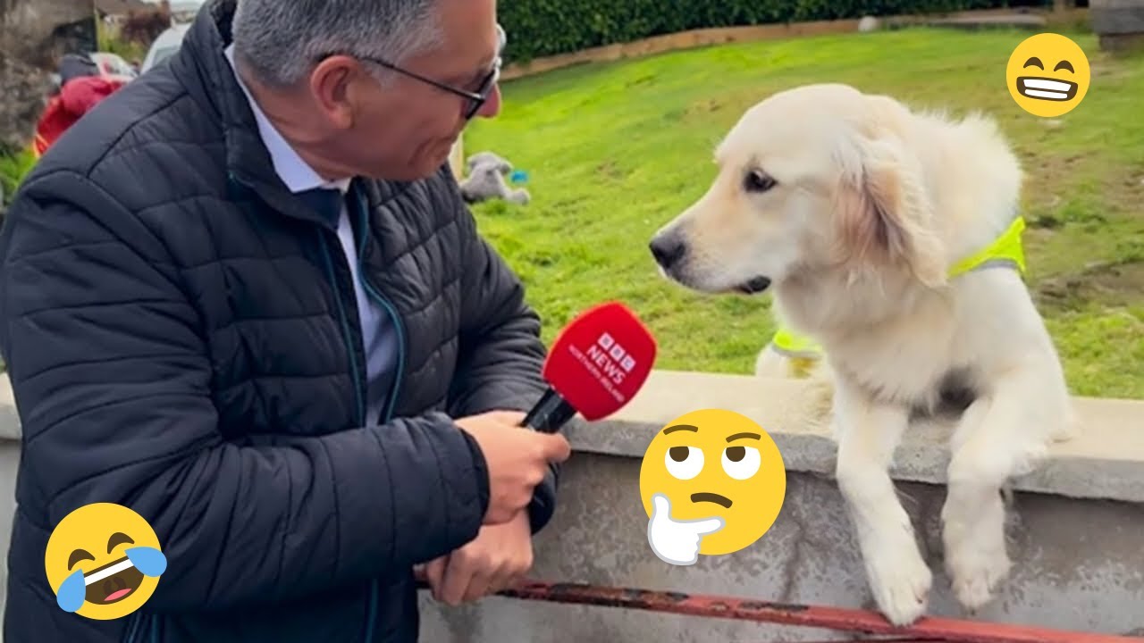 Unexpected Laugh with these Funny Dogs - Best Funniest Dog Videos of The Year
