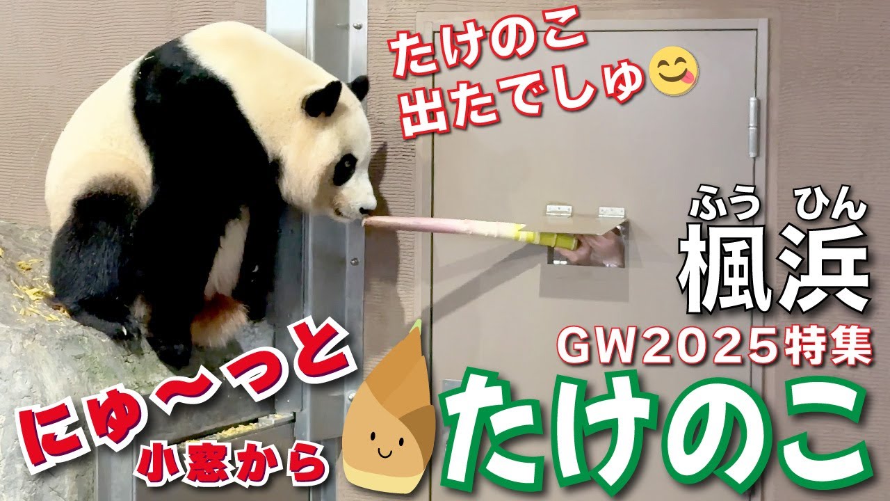 【楓浜（ふうひん）】出ましたっ‼️上の小窓からにゅ〜っとたけのこに😍な楓浜🍁のおねだり劇場