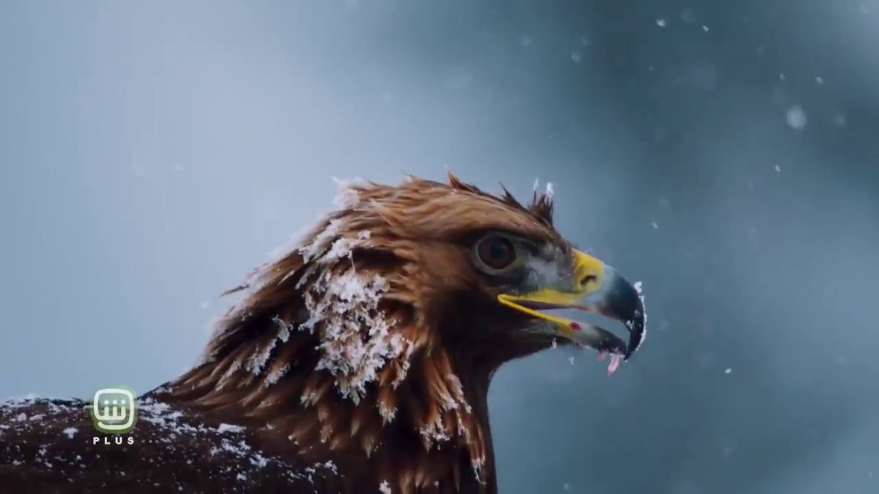 برنامج #PlanetEarth  يعيد هيكلة صناعة برامج الطبيعة في موسم جديد على #SHAHIDPLUS