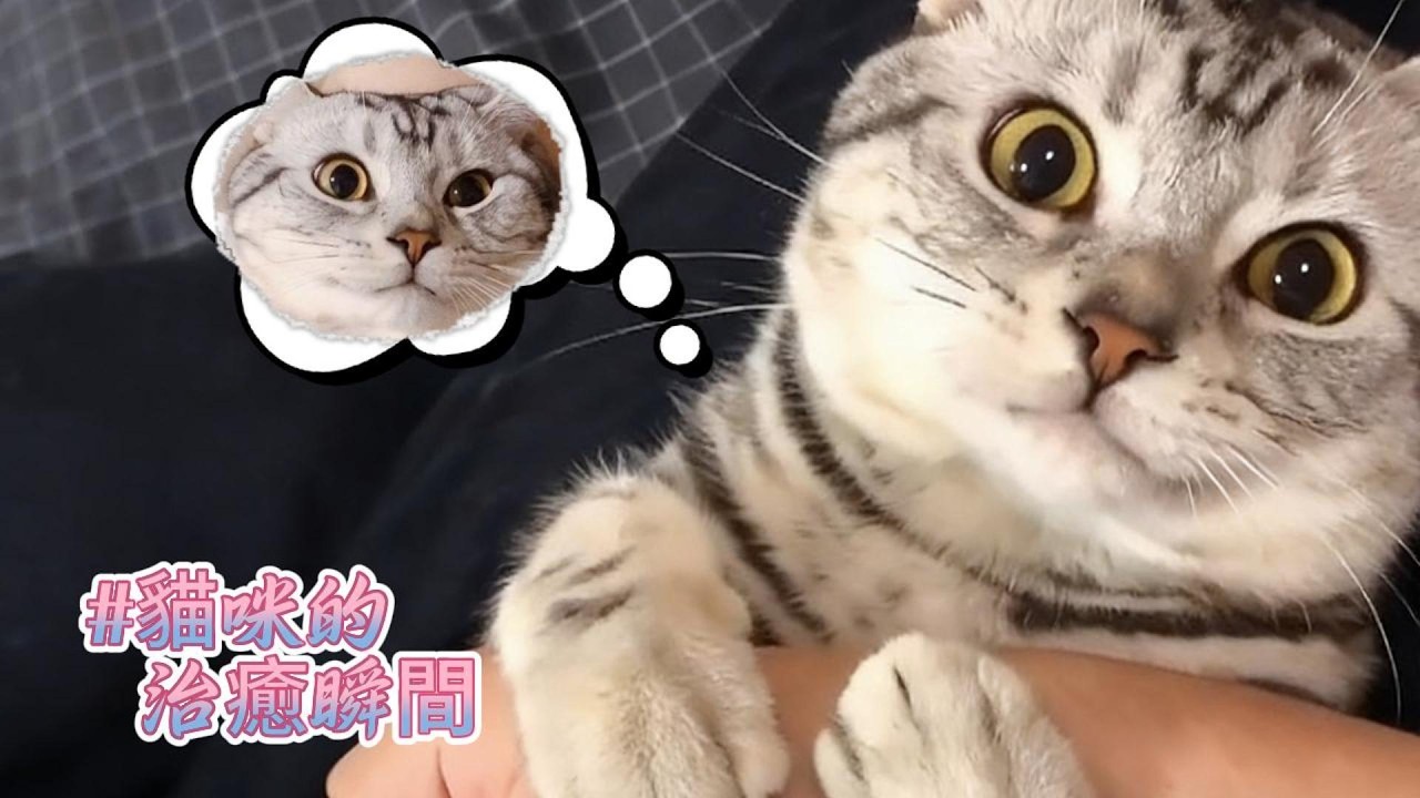 家有萌寵日常 軟萌瞬間治癒所有不開心