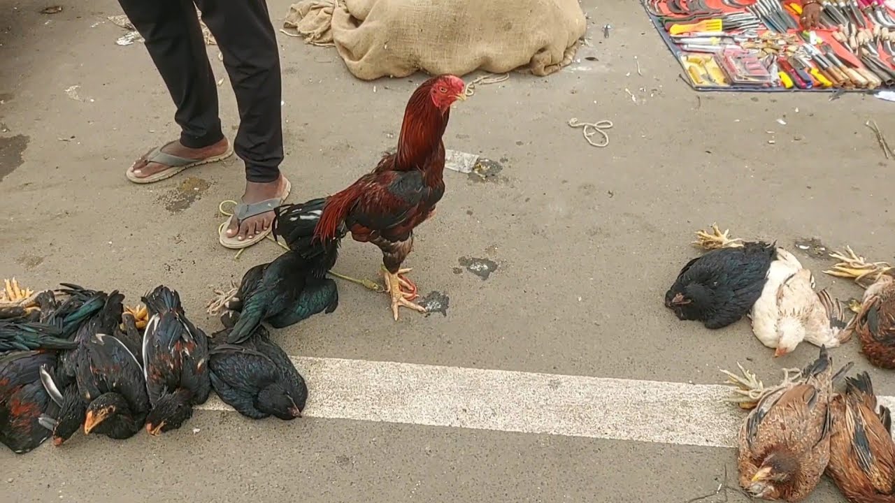 திருபுவனம் கோழி சந்தை விர்பனை நிலவரம்
