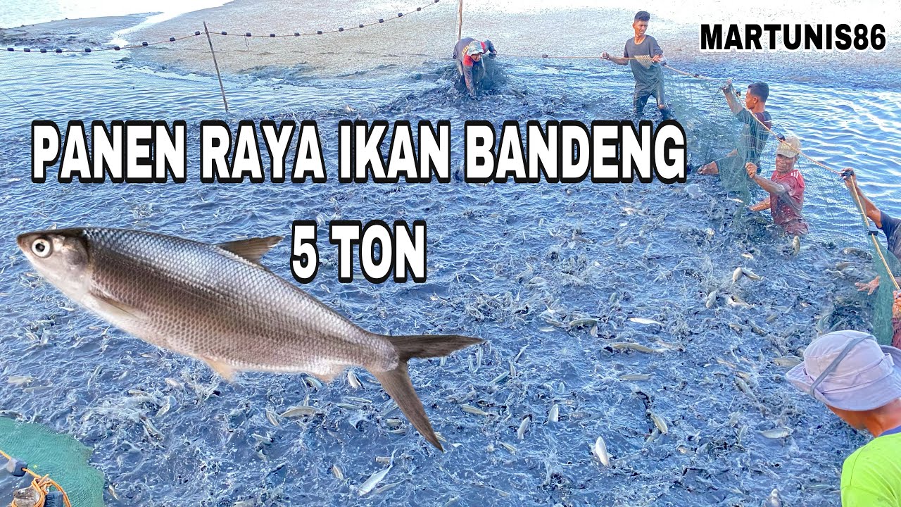 PANEN IKAN BANDENG 5 TON