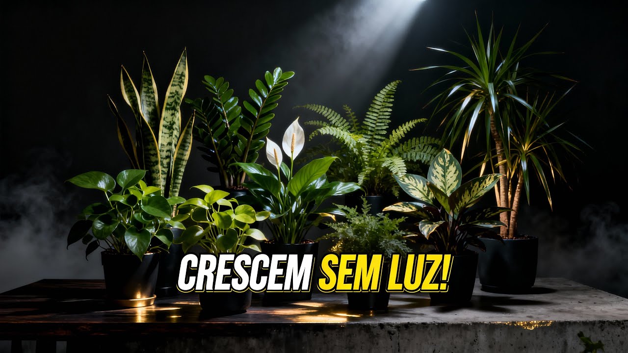 Top 10 Plantas que NÃO Precisam de Luz para Crescer em CASA