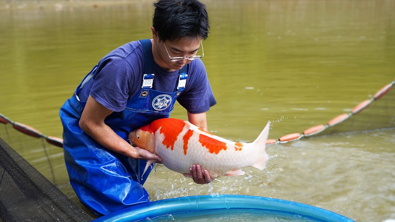First Jumbo Koi Fish Harvest of the Year!! Nogami!