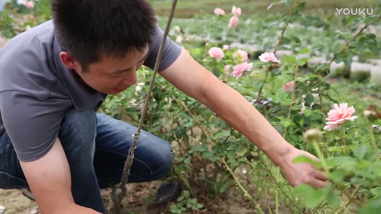 天狼说月季   月季黑杆了怎么办 超清