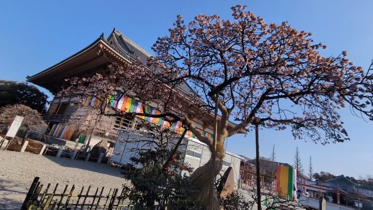 【足立区マニアック】西新井大師山門入口の草団子清水屋付近から弘法大師(空海)が発見した井戸と東京都で三ヶ所しかない寒桜を眺めました🌸