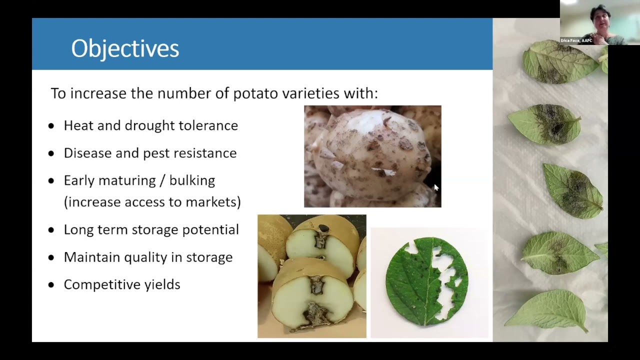 2025 Potato Summit Session 3: Highlights of the National Potato Variety Trials 2024