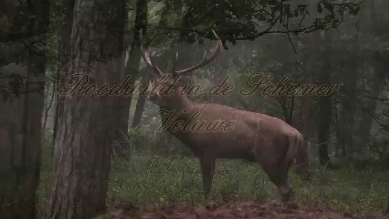 Red deer/ Roodwild in Schemer, Veluwe movie