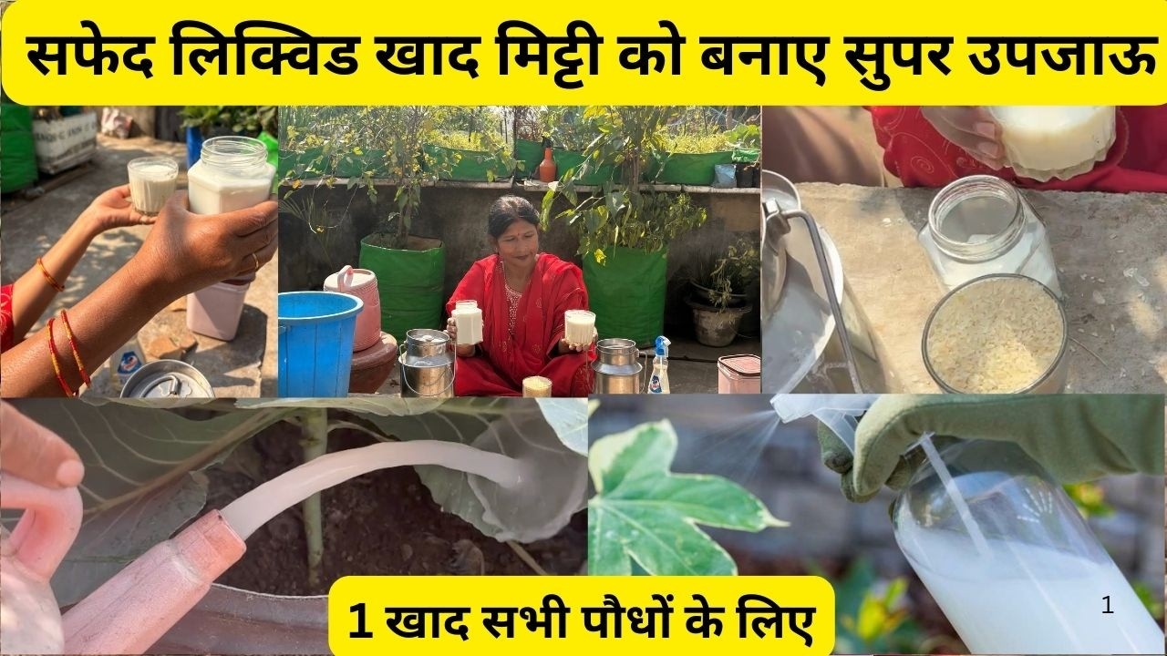 सफेद लिक्विड खाद का सीक्रेट फॉर्मूला 😱 | सिर्फ 1 खाद से सभी पौधों की तेज ग्रोथ