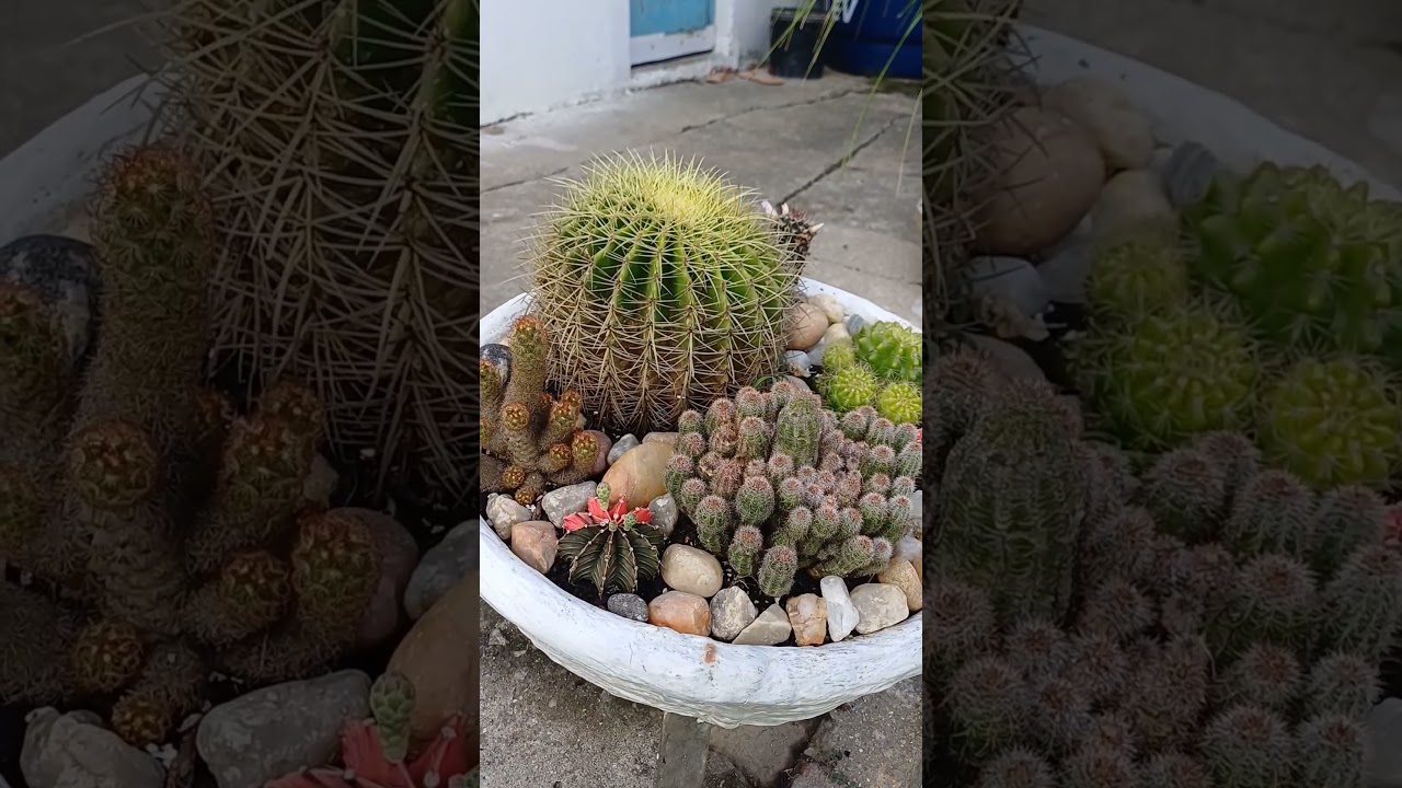 COMO PLANTAR CACTOS COM MUITOS ESPINHOS DE FORMA CORRETA#substrate#cactos  #cactus #plantas #plants