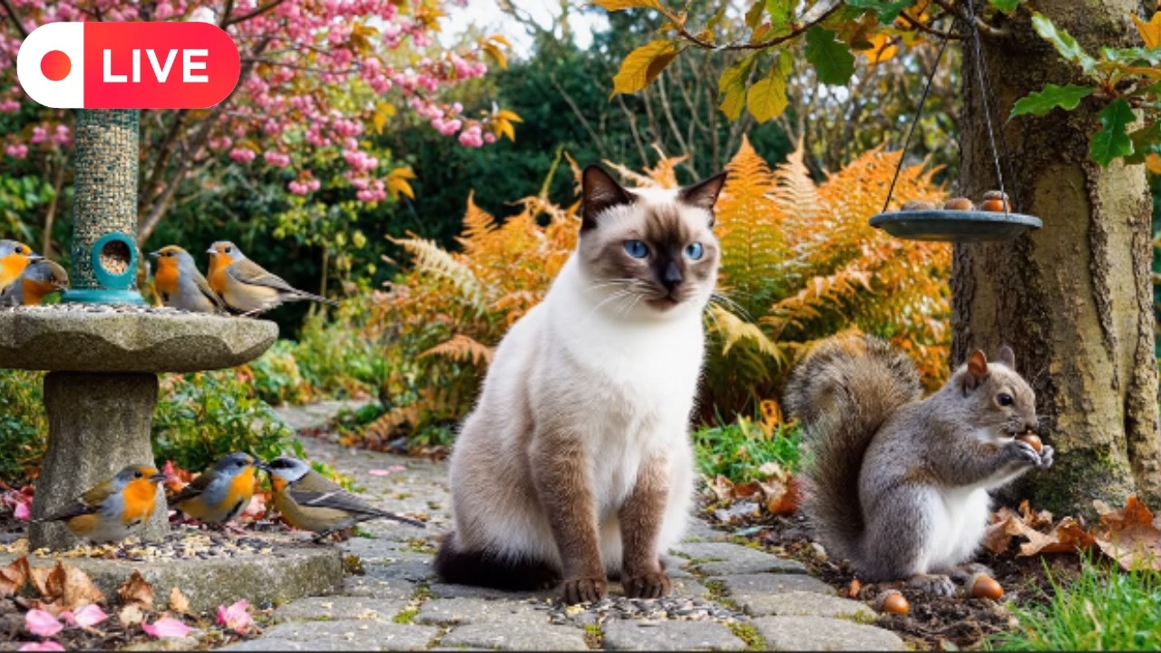Cat TV ~ Nature Corner 🌳 Birds 🕊️ Parrots 🦜 and Squirrels 🐿️ Creating Calm for Cats 🐱 6 Hours