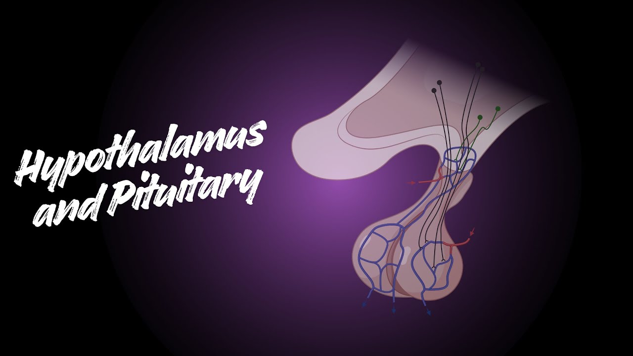 The Hypothalamus and Pituitary | Structure, Function, and Control