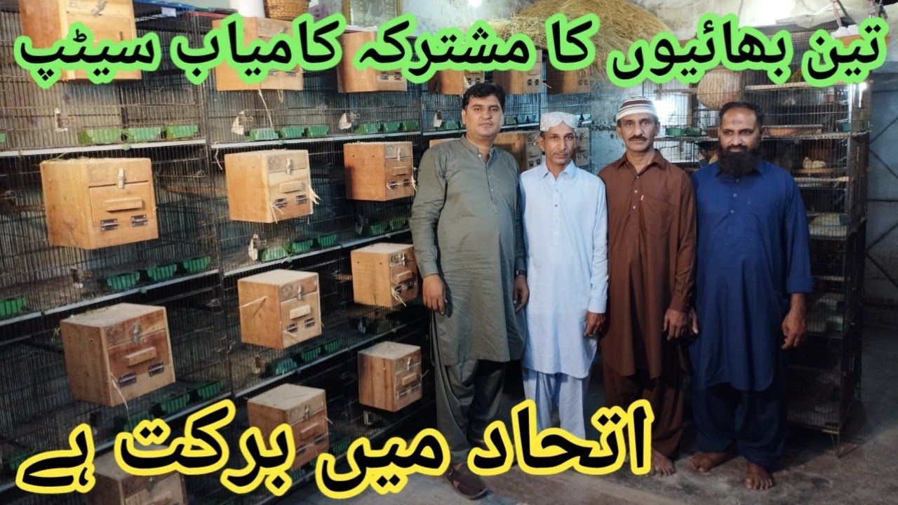 Shahid Baloch Lovebird Breeding Setup 100 Pairs Ki Kamiyab Breeding in Urdu