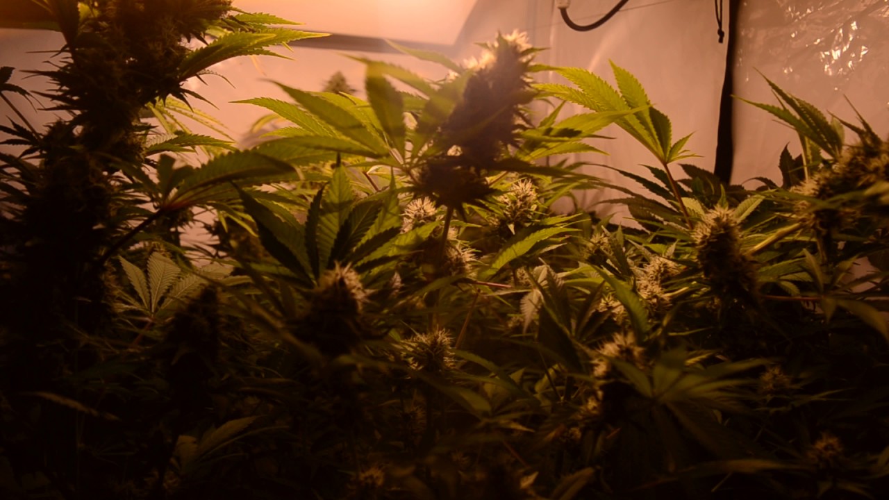 HPS vs Led  Growing Northern Lights Classic Skunk