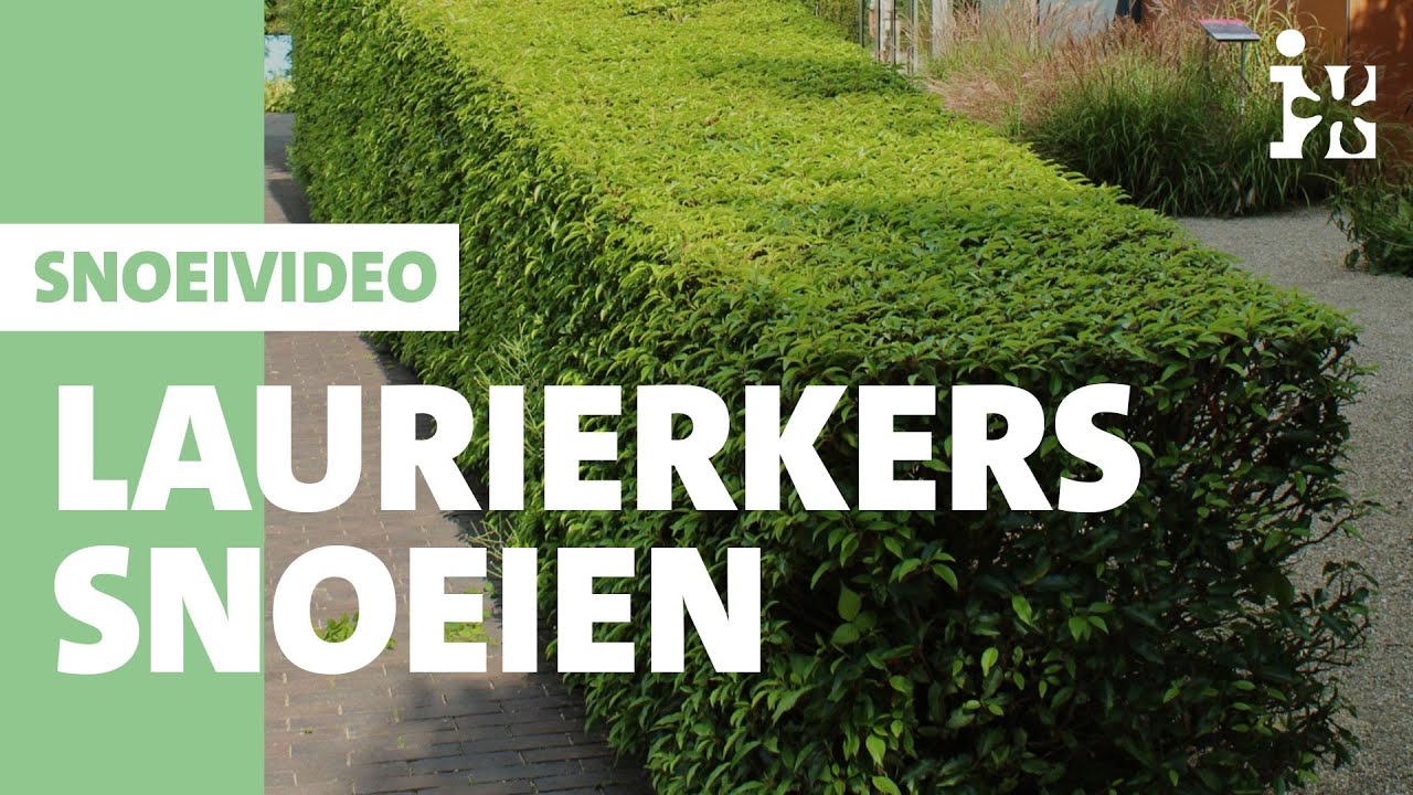 Intratuin - Laurierkers snoeien