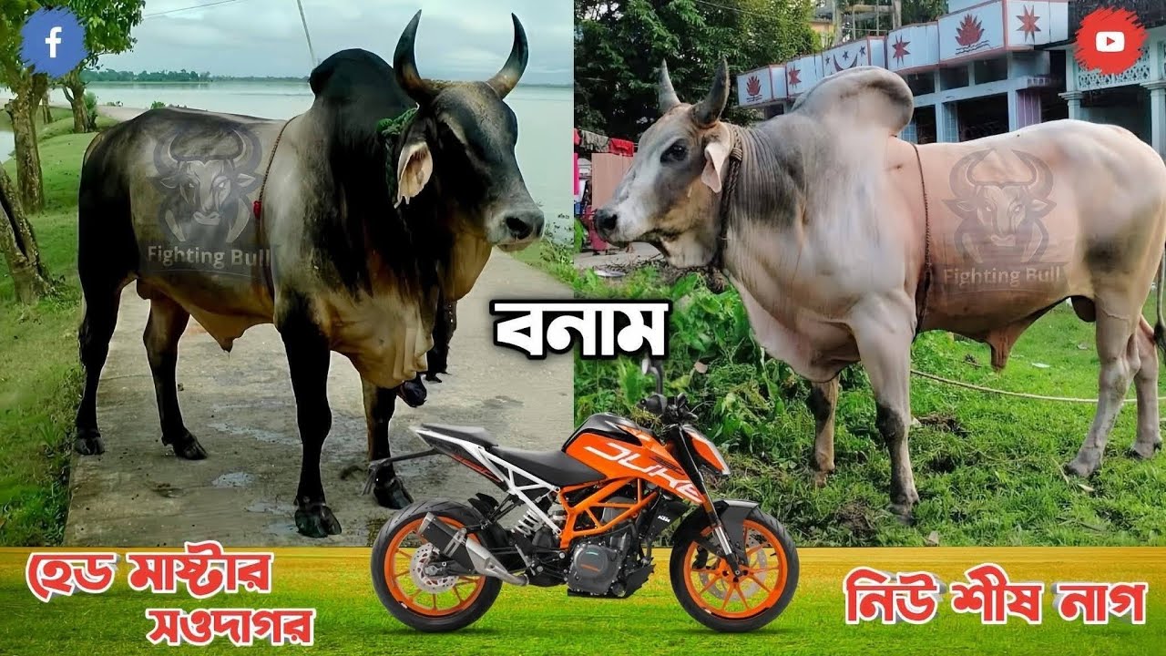 "Rural Bull fight video!" Unexpected Shocking End" 