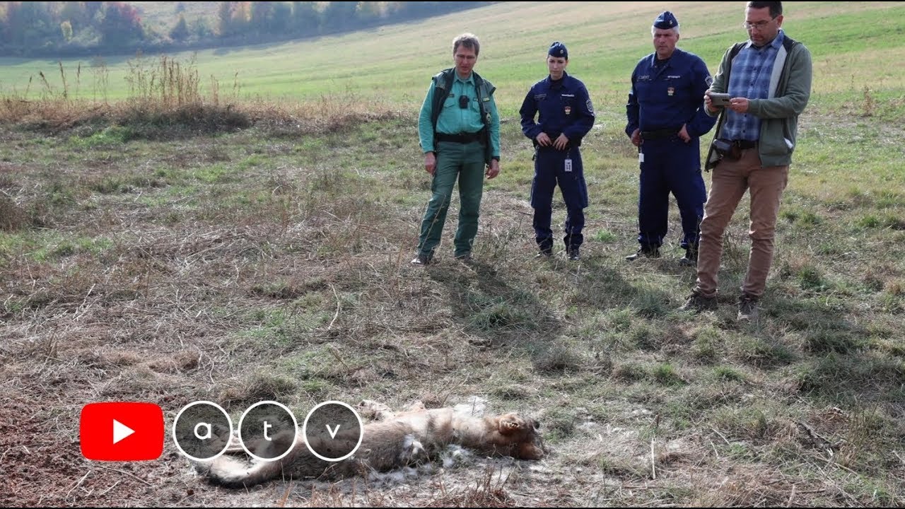 Lelőttek egy farkast a Bükkben