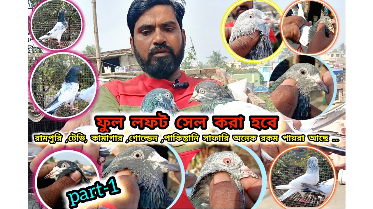 ফুল লফট সেল করা হবে🕊 রামপুরি ,টেডি ,গোল্ডেন ,কামাগার, পাকিস্তানি সাফারি অনেক রকম সাদা চোখের পায়রা 