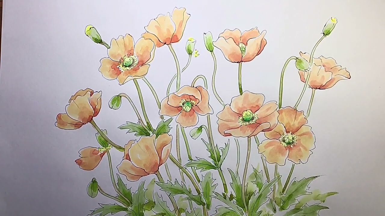 ポピーの描き方(解説)  :How to draw poppies