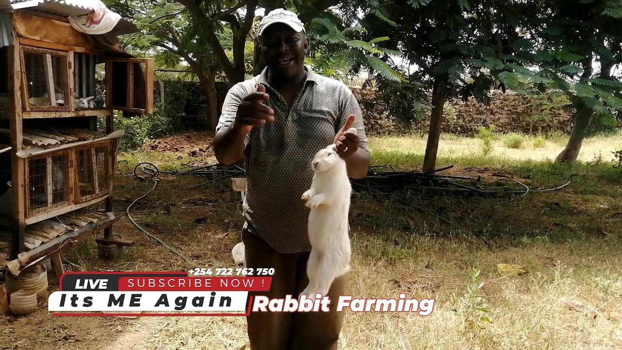 Rabbit Farming in Kenya - Everything to know about Rabbit Urine -  ITS ME AGAIN - Rabbit cages