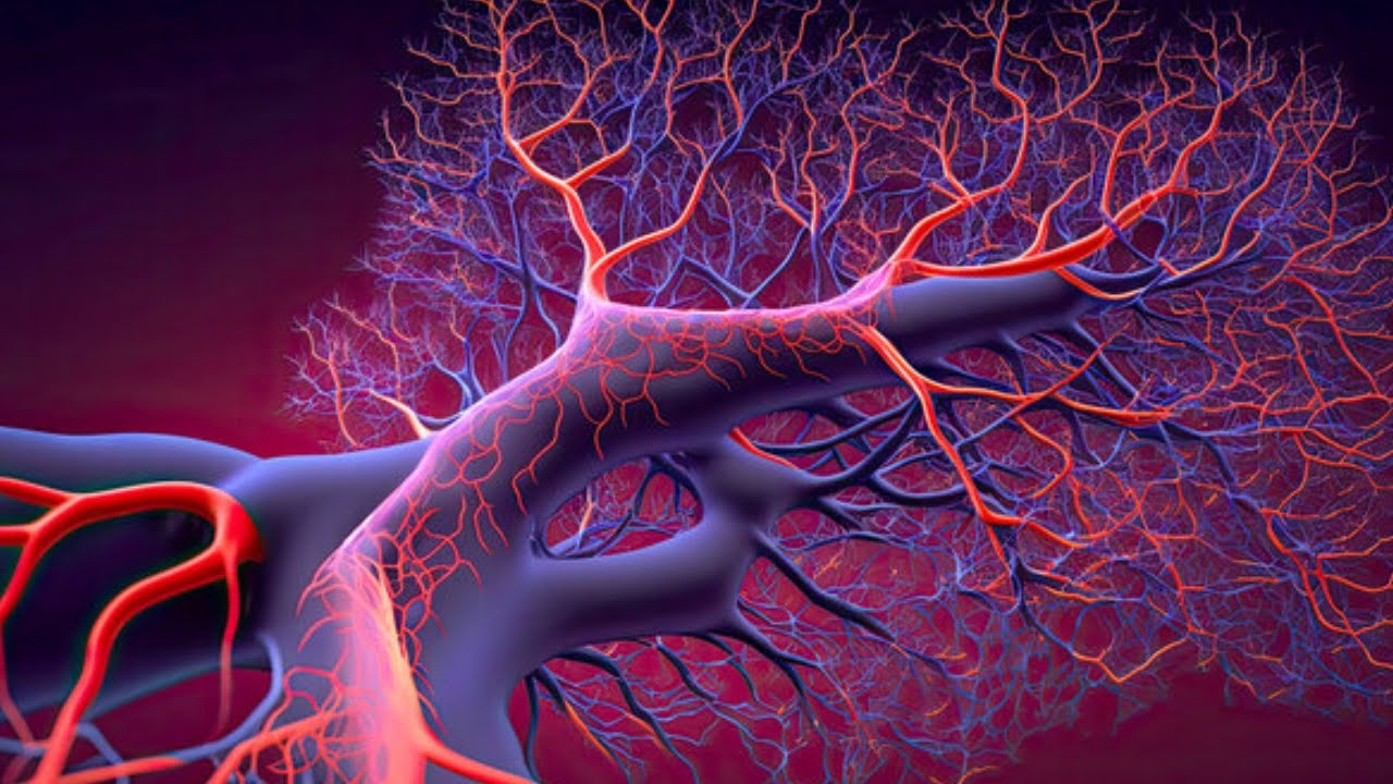 CVS / microcirculation , acute regulating blood flow , long term of regulating blood flowe , sounds