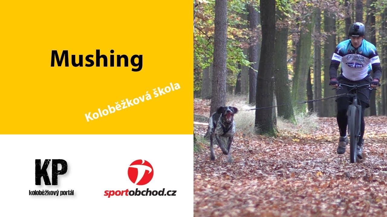 Koloběžková škola - mushing neboli psí spřežení