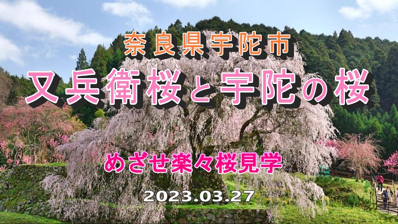 奈良県宇陀市　又兵衛桜と宇陀の桜　めざせ楽々桜見学　2023 03 27