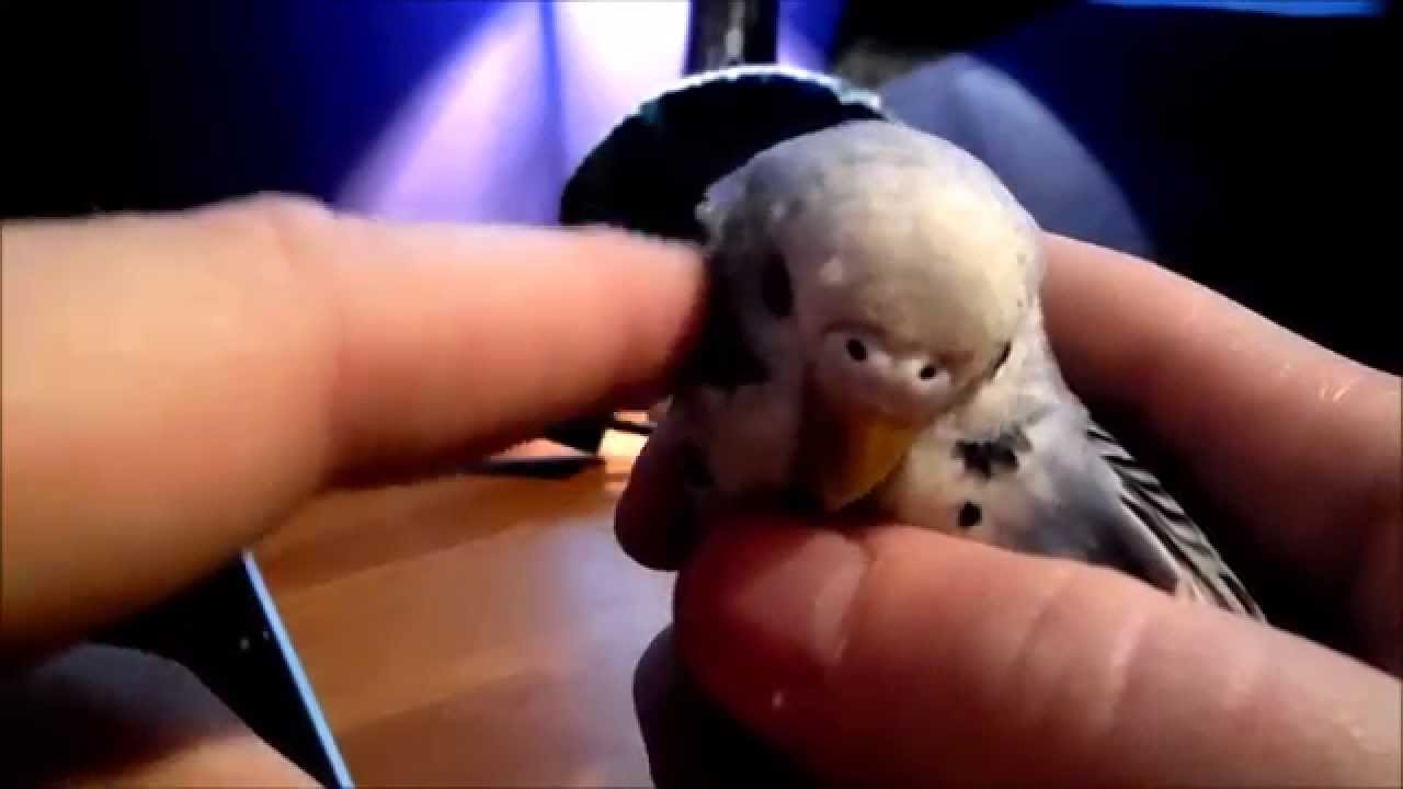 Jessie 'The Budgie' Playing again!