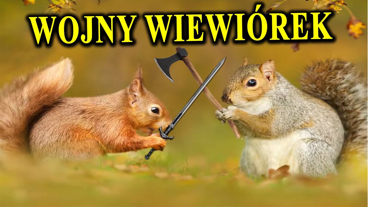 WIEWIÓRKA Ruda vs Szara - O Tym Jak Człowiek Napuścił Wiewiórki Na Siebie