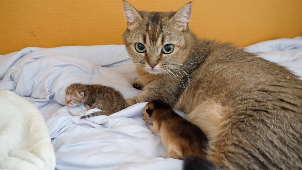 I will inform you about Kiki the cat's husband
