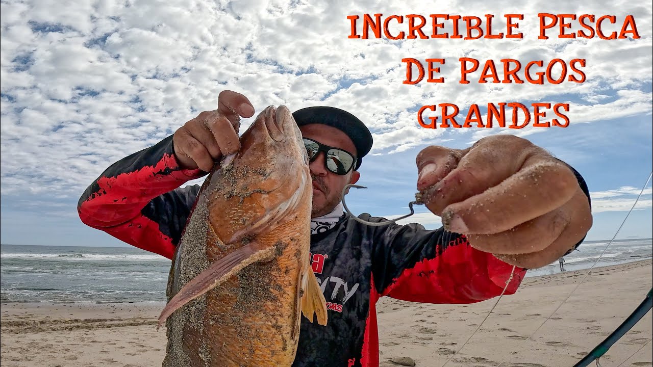 INCREIBLE PESCA de PARGOS GRANDES de ORILLA en PLAYA