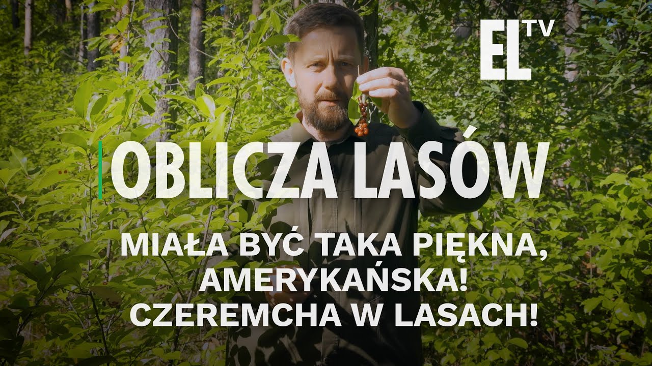 Miała być taka piękna, amerykańska! Czeremcha w lasach! | OBLICZA LASÓW #110