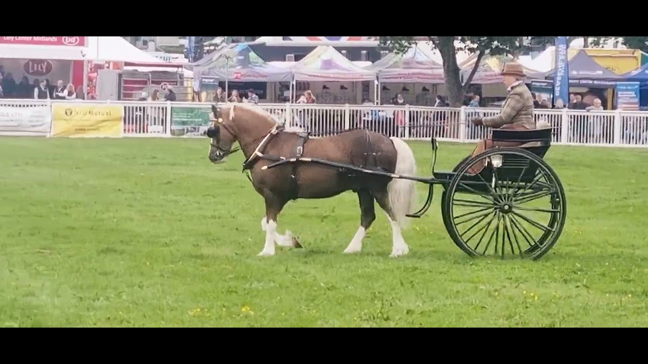 Ann Staniland & Martel JoJo - Stafford County Show, Private Driving Class