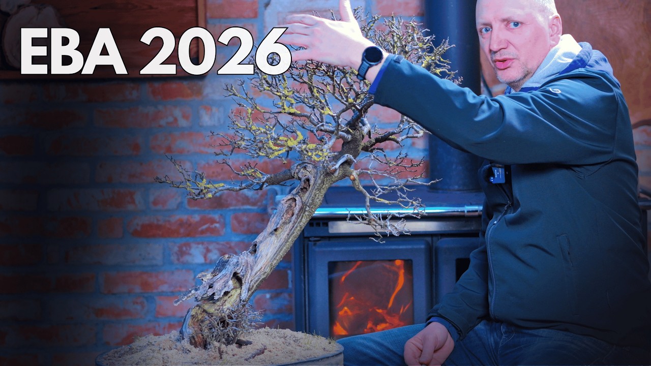 Моё дерево для премии EBA 2026 (Почему вам стоит посетить Walter Pall & Me)