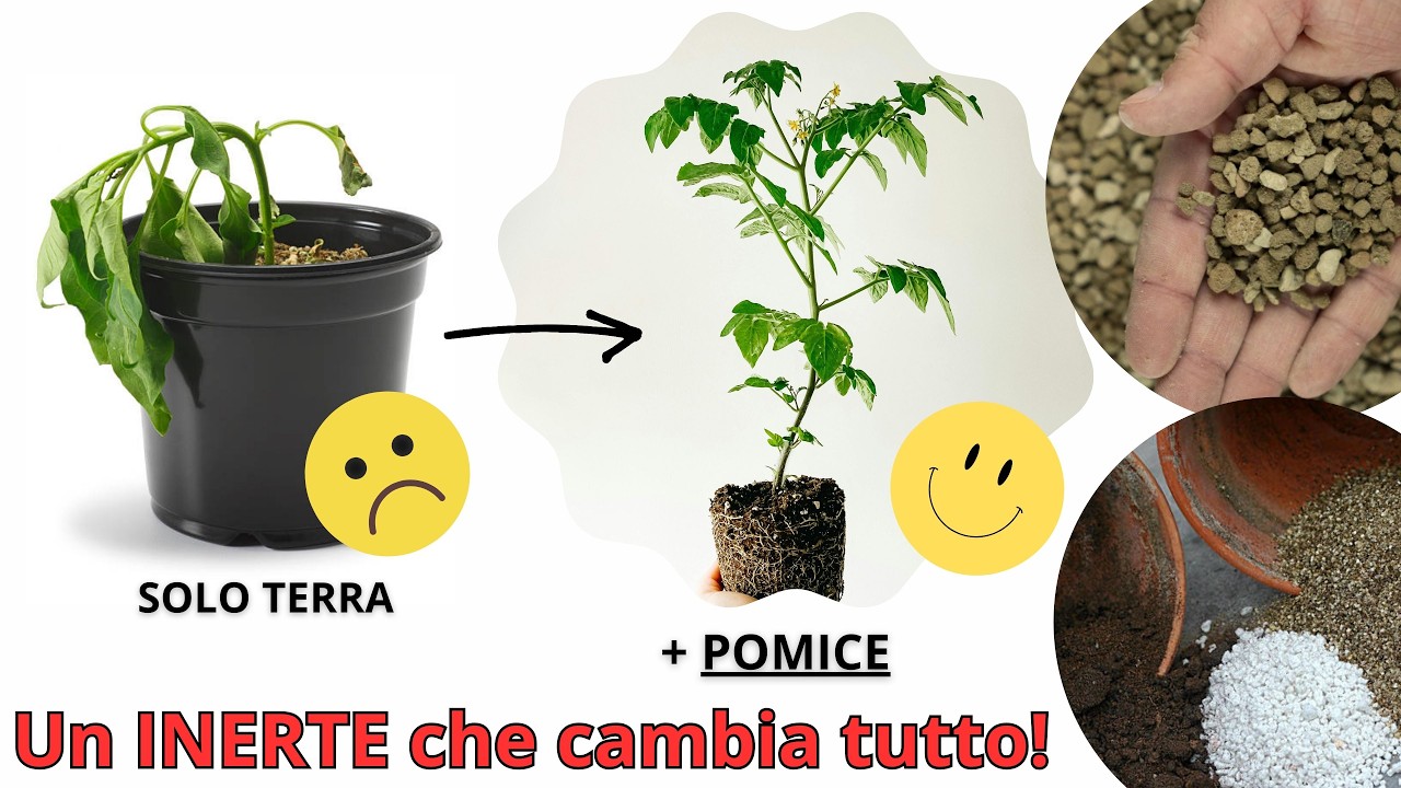 Ecco come la POMICE salva le tue PIANTE! - W&A Gardens: orto e giardino